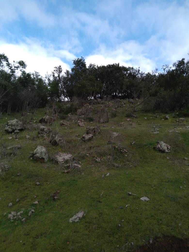 El Parron
